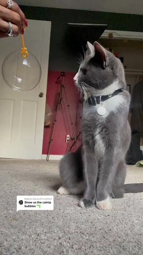 Gray and White Cat Enjoys Bubble Fun