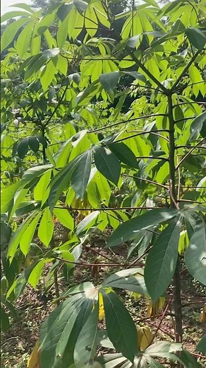 Manioc cultivation ##🤗
