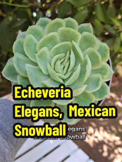 🌸 Belleza natural en su máxima expresión 🌸 Preciosa echeveria elegans, también conocida como “bola de nieve mexicana”. Perfecta, delicada y tan tranquila. Las suculentas siempre tienen una forma especial de recordarnos que la belleza también puede ser simple 🥰 Un pequeño pedacito de México viviendo feliz en mi rincón verde 💚 A alguien más le hipnotiza la simetría perfecta de esta plantita? #echeveria #suculentas #plantasdecasa #succulentlove #succulentaddict