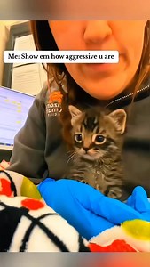 3.4K views · 5.6K reactions | Gatitos locos | Los gatos dominarán el mundo | Facebook