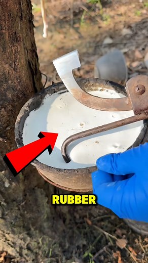 125K views · 334 reactions | Extracting Rubber From Tree #storytelling | Davis Facts | Facebook