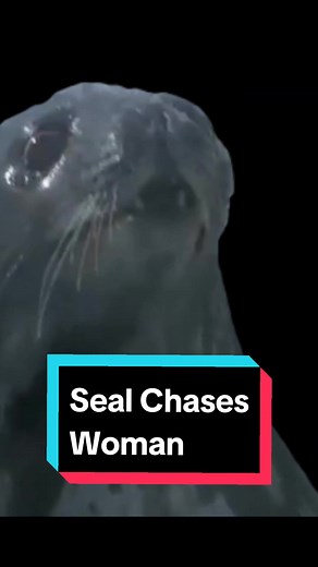 Seal Chases Woman #seal #beach #bobmarley