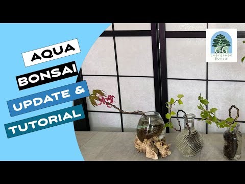How to create a bonsai that lives in water