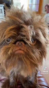 Hilarious Chewbacca Face: The Wookie Fart Reaction