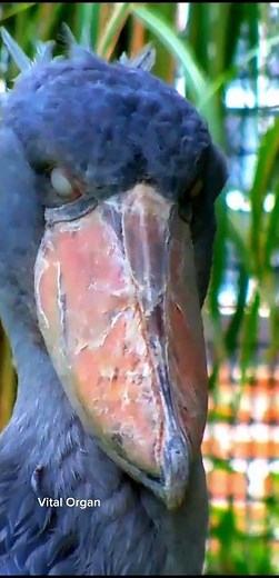 THE SHOEBILL BIRD #shorts