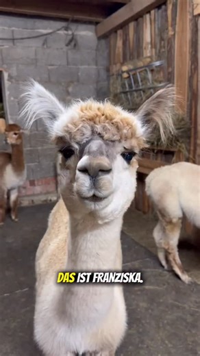 tre_alpacas on Instagram: "Wir hoffen, alle Franziskas haben einen schönen Tag #alpaka #franziska #alpakas #tiereaufinstagram #franziska #franzi #wimpernlifting #naturpur #sarkasmus #teilenerwünscht #llama #lama"