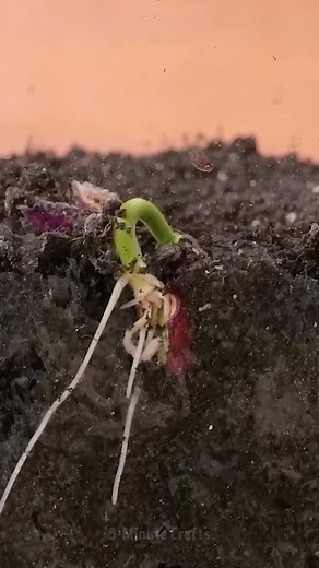 14K views · 27 reactions | Breeding Plants in Only 1 Minute | 5-Minute Crafts SHORTS | Facebook