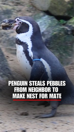 PEBBLE PINCHER: A cheeky penguin was caught on camera stealing pebbles from his neighbor's nest in a bid to impress his mate at the Newquay Zoo in England. During breeding season, the best stones help keep eggs dry and elevated, making pebble theft serious business. | Fox News