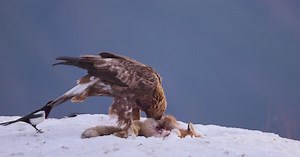 Closeup of Golden Eagle Eating in the Windy Mountains at Winter