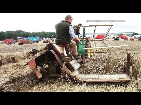 Harvesting wheat by binder