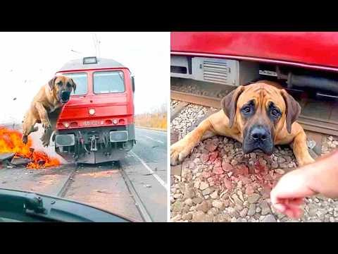 20 Horrifying Moments Of Animals Colliding With Trains