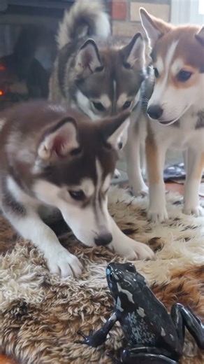 Husky Trio vs Giant Frog – Who Gets Scared First? #petshorts #funnyanimals
