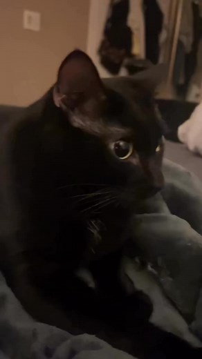 4 reasons your cat thinks you’re dead every morning #cat #cats #catlover #blackcat | Meowplifier