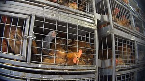 2.1K views · 33 reactions | An LFT Investigation into live markets in New York and New Jersey reveals cruelty and filth at live animal markets. Take action now: https://ladyfreethinker.org/sign-shut-down-cruel-live-animal-markets-ny-nj/ | Lady Freethinker | Facebook