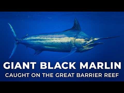 Chasing Giant Black Marlin on the Great Barrier Reef