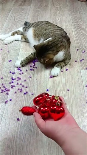 温馨小猫和紫色猫的玩耍时光