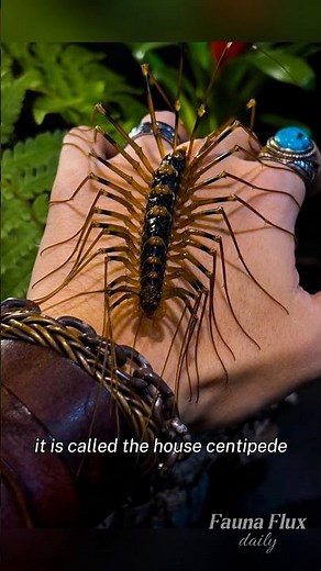 The Creepy House Centipede That Actually Helps Humans 🤔 #centipede #housecentipede #creepyanimals