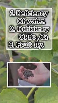 bending problem in cucumber,kheera mudne ka treatment,#farming,#sg ,#shorts,#viralshort