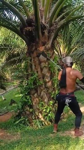 picking palm fruit using specially designed tools by skilled workers #shorts
