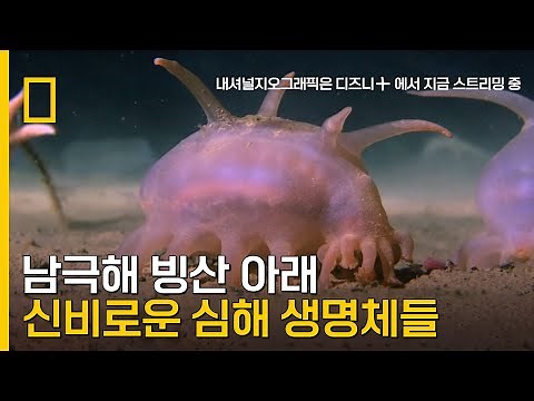 수온 -1.2도, 수심500m 해저의 놀랍도록 풍부하고 다채로운 생명체들