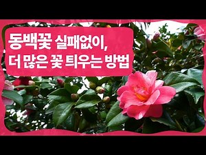 동백나무 꽃 피우기, 20년 키운 방법 공개 - 가지치기/물주기/비료/월동