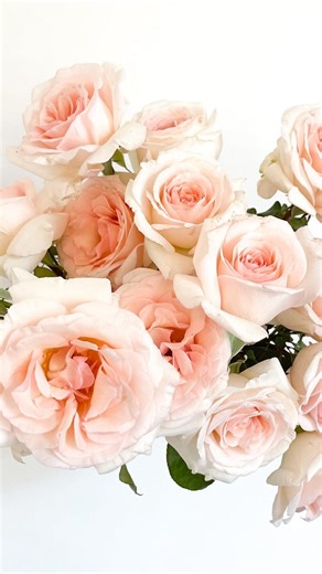 Francis Meilland! Our go to rose, absolute favorite, and a must-have for any garden! With massive blooms, a blush to cream color, and excellent disease resistance, she’s beauty, strength, and elegance all in one! We once grew thousands of her, and once you grow her, you’ll know why! You’ll fall in love! Available now as bare root and potted! | Grace Rose Farm