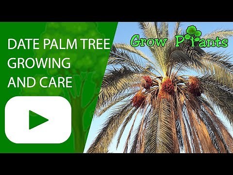 Date palm tree - growing and care