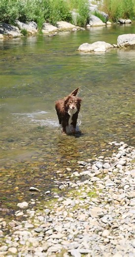 Liba ist die geborene Wasserratte! 💦🐶