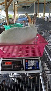 Siapan hyla #kelinci #ternakkelinci #dinarayafarm #rabbit | Dinaraya