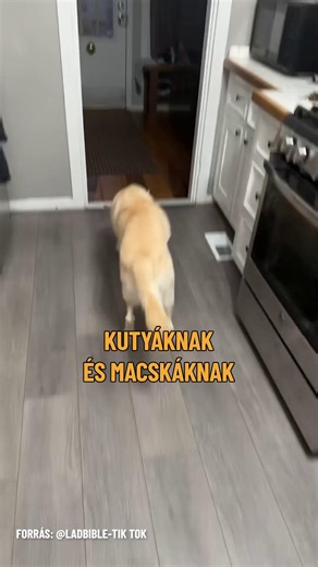 5.2K views · 137 reactions | Kutyáknak és macskáknak készítettek bort! #ripost #macska #kutya #bor #háziállat #bor #ÚjZéland #macskamenta | Ripost | Facebook