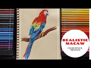 How to draw a REALISTIC MACAW BIRD using color pencil- Detailed video_ Tutorial for beginner's
