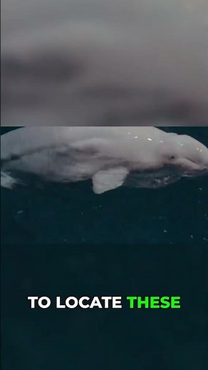Narluga's Secret Life: Survival in the Ice