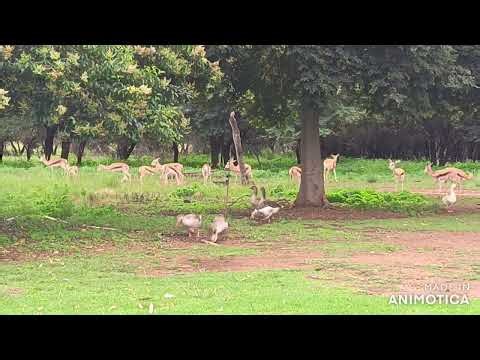 South African Barnyard Tales