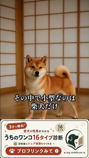 柴犬だけが日本犬で唯一の小型犬である理由と狩猟犬の歴史 #柴犬 #日本犬 #犬の雑学