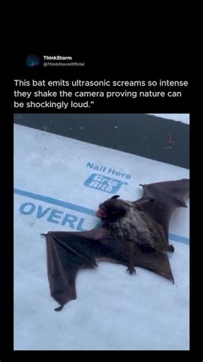 This Bat’s Screams Break Cameras 😱🦇 | Nature’s Sonar Power