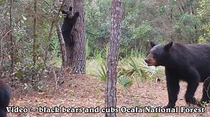 Another black bear video a mother bear with her two cubs. Look how fast that baby bear climbs up that tree! This video was taken in Full HD 1920 X 1080 by my Browning Trail Camera. What to do if you see a bear cub in a tree? So if you see cubs in a tree and no mother bear, you should leave the area immediately. The mother often will return at night and call the cubs back down when she feels threats are gone. Keeping the area free of disturbance by humans, pets, or other sources is a helpful way 
