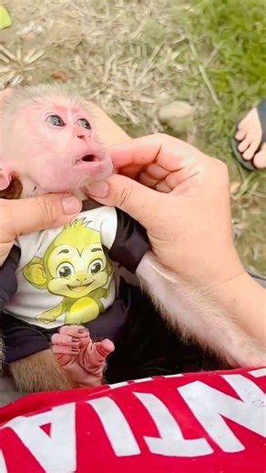 Monkey Lala’s Adorable Reaction While Getting a Treat 🐒❤️