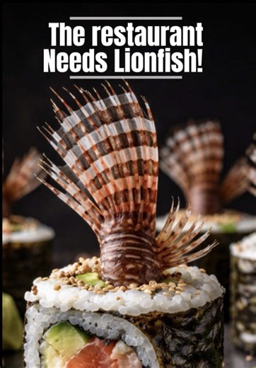This is it we’ve got to get 20 pounds of sellable lionfish. Let’s go! ##SlayEatRepeat##lionfishremoval##lionfishextermination##invasivespecies##relaxing@@Nathaniel Sorensen@@Alex Borsutzky
