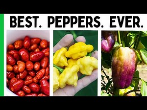 Our Favorite Peppers Of ALL TIME 🌶️