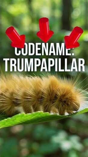 Trump caterpillar? #insects #wildlife