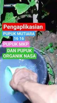 Pengaplikasian pupuk cair mutiara dan MKP di tanaman terong #sahabattani #tanamanterong