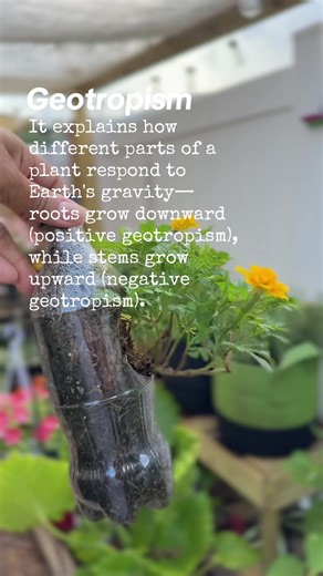 Geotropism: How Plants Respond to Gravity