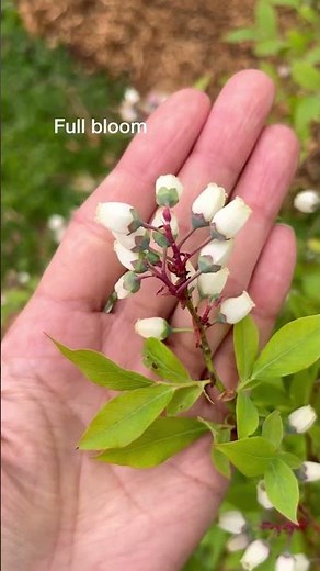 Blueberry Growth Stages #shorts