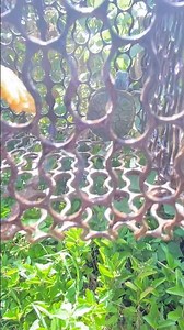 find a turtle trap #Village #Animal