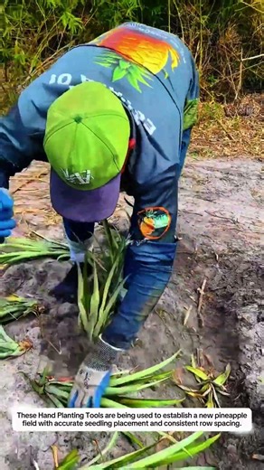 Pineapple Planting Tools Improve Seedling Placement with 10-Inch Steel Hoe Precision