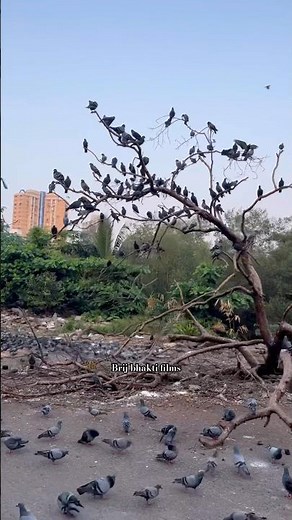 मुंबई 📍 #mumbai #naturebeauty #traveldiaries #naturelovers #pigeon #birds