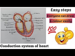 How to draw conduction of heart | Heart