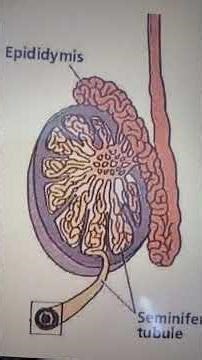 #12bio #epididymis #seminiferous tubules #humanhealthanddiseaseclass12 #neet #pyq #shortsfeed #viral