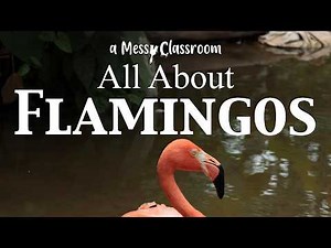 All About Flamingos Birds Educational Video Flamingo Pink Birds