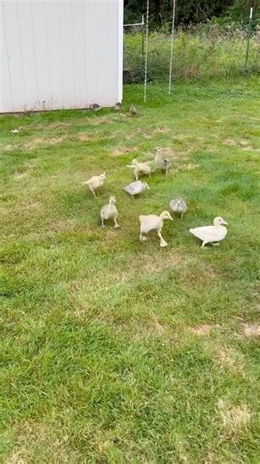Goslings forgot some friends lol 🪿